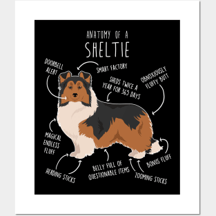 Sheltie Shetland Sheepdog Anatomy Posters and Art